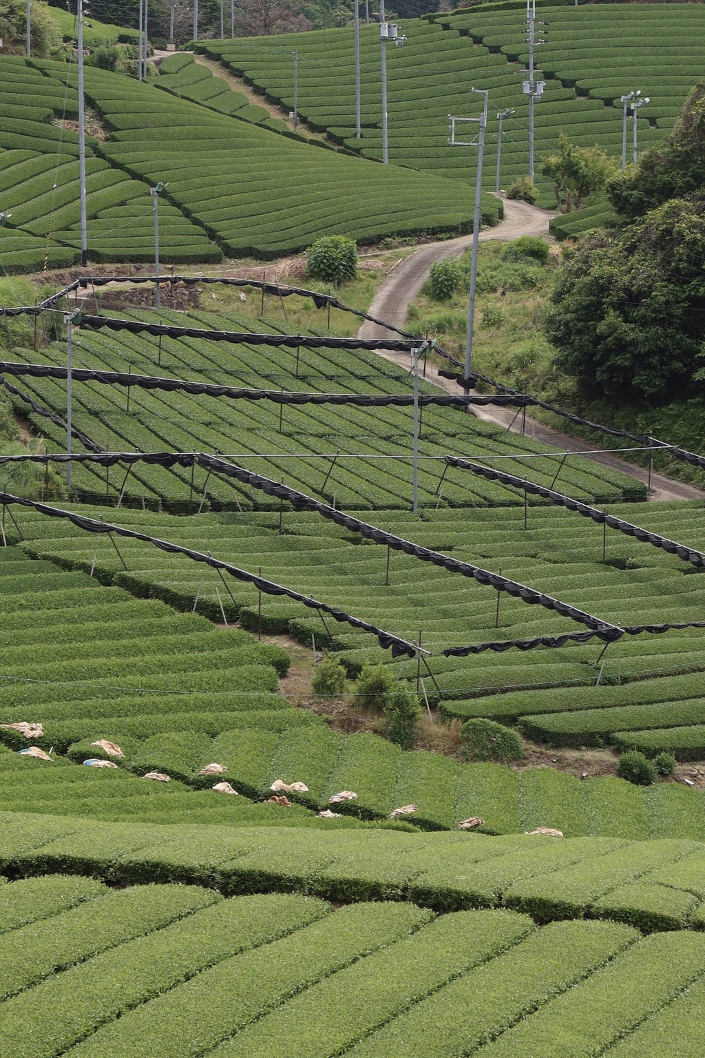 Samidori Single Cultivar Matcha - The Closet